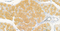 //rlrorwxhrkinln5q-static.micyjz.com/cloud/liBpjKnjlkSRqiqprqqpip/1607048542455753444-60-60.jpg