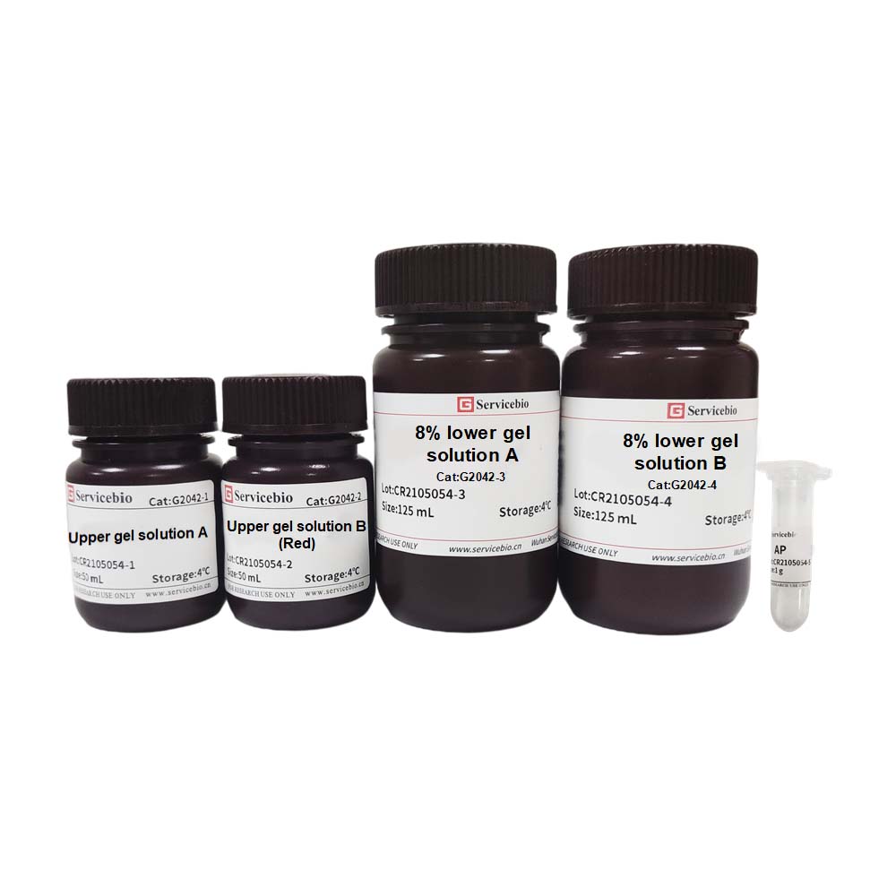 8% SDS-PAGE red Gel Ultra-fast Preparation Kit protein western blot ...