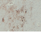 //rlrorwxhrkinln5q-static.micyjz.com/cloud/ljBpjKnjlkSRqipplknriq/1755b0e3ee27d35ed5286203d400aba3-60-60.png