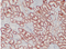 //rlrorwxhrkinln5q-static.micyjz.com/cloud/ljBpjKnjlkSRqippnkopip/b2c03b3f45d989782d59e4bb42657f67-60-60.png