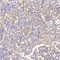 //rlrorwxhrkinln5q-static.micyjz.com/cloud/ljBpjKnjlkSRqiqpqpjoip/81d276c505d5f391bd4a215901e002ed-60-60.jpg