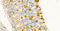 //rlrorwxhrkinln5q-static.micyjz.com/cloud/lkBpjKnjlkSRqiqppoqkip/1607130832852859289-60-60.jpg