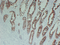 //rlrorwxhrkinln5q-static.micyjz.com/cloud/llBpjKnjlkSRqippkknkiq/08f795a55ac1a6c630ca4fc74d19614b-60-60.png