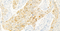 //rlrorwxhrkinln5q-static.micyjz.com/cloud/llBpjKnjlkSRqiqpqoooip/1605777544055982514-60-60.jpg