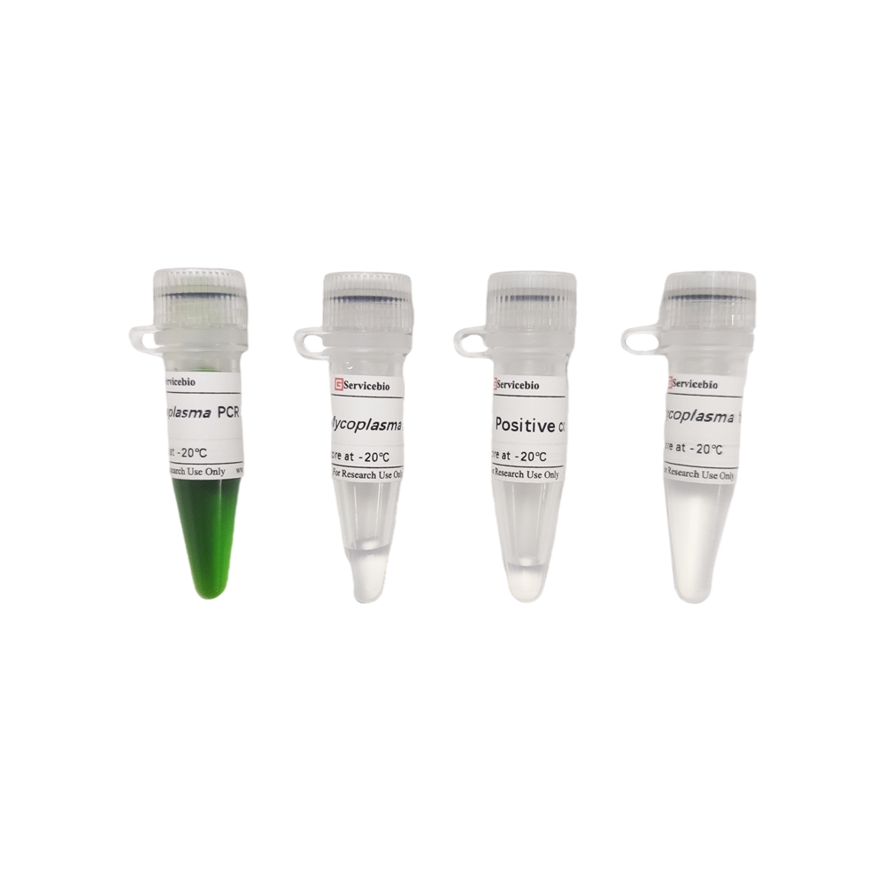 Mycoplasma Detection Kit PCR Method for Cell Culture from China