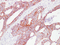//rlrorwxhrkinln5q-static.micyjz.com/cloud/lnBpjKnjlkSRqipplknkiq/8526635725cc57f3b69b93b6e8132c7c-60-60.png