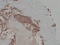 //rlrorwxhrkinln5q-static.micyjz.com/cloud/lnBpjKnjlkSRqipplkojiq/30d54073c5b628ca5d34f385ed9bba35-60-60.png