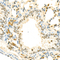 //rlrorwxhrkinln5q-static.micyjz.com/cloud/lnBpjKnjlkSRqipporlniq/eec90d543db3260b130d4eb1651465d5-60-60.jpg