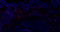 //rlrorwxhrkinln5q-static.micyjz.com/cloud/lnBpjKnjlkSRqiqpkkqkiq/1594975020469356316-H-feiai-IF-CD8B-5968-1-400-1-1200_24-6x-60-60.jpg