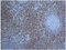 //rlrorwxhrkinln5q-static.micyjz.com/cloud/lqBpjKnjlkSRqippjkpliq/9814ad6e1e28e66a00989b105483196b-60-60.png