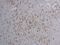 //rlrorwxhrkinln5q-static.micyjz.com/cloud/lrBpjKnjlkSRqippkkopip/426f65252ae3b972abadbf004669b533-60-60.png