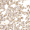 //rlrorwxhrkinln5q-static.micyjz.com/cloud/lrBpjKnjlkSRqipplrroiq/9b0cc97cb1ec6508ebe48bfdb29ce5bc-60-60.jpg